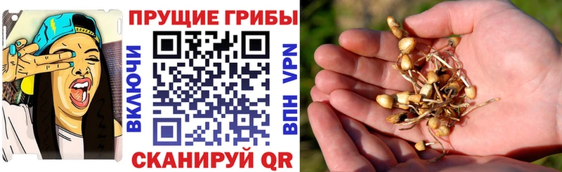 Псилоцибиновые грибы Psilocybe Белый